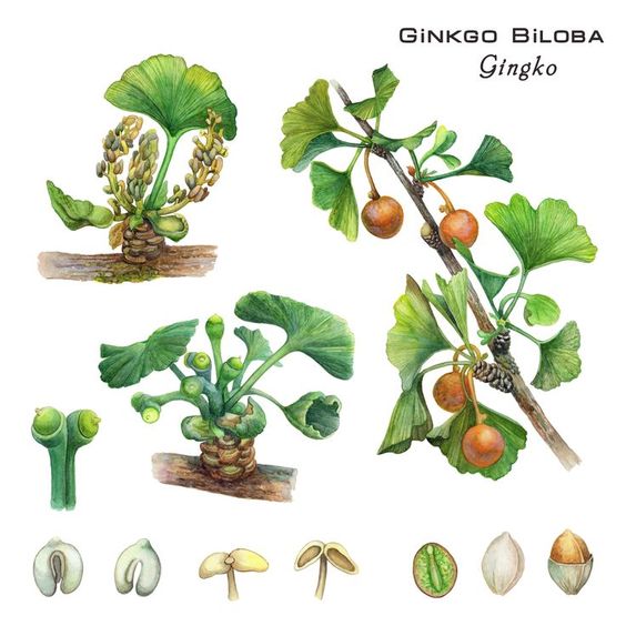 Botanical Illustration Of The Cosmetic And Medicinal Plant Of Gi